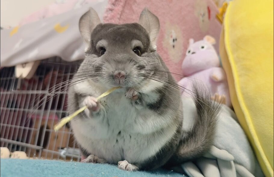 🐭プリンさん🐭 on X: 