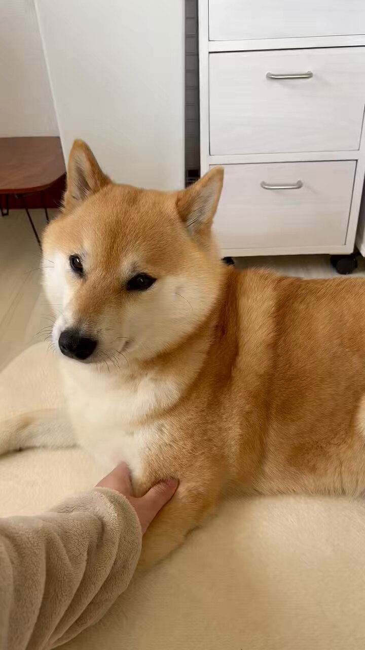 低価格で大人気の 柴犬ふう太 on X:  ぬいぐるみ