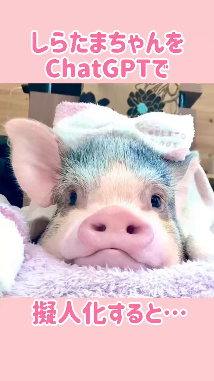 マイクロブタのしらたまちゃん🐽 (@shiratamapig) / X