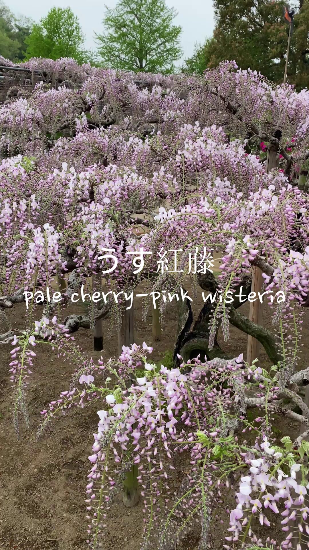 あしかがフラワーパーク【公式】 on X: あしかがフラワーパーク【公式】 on X: