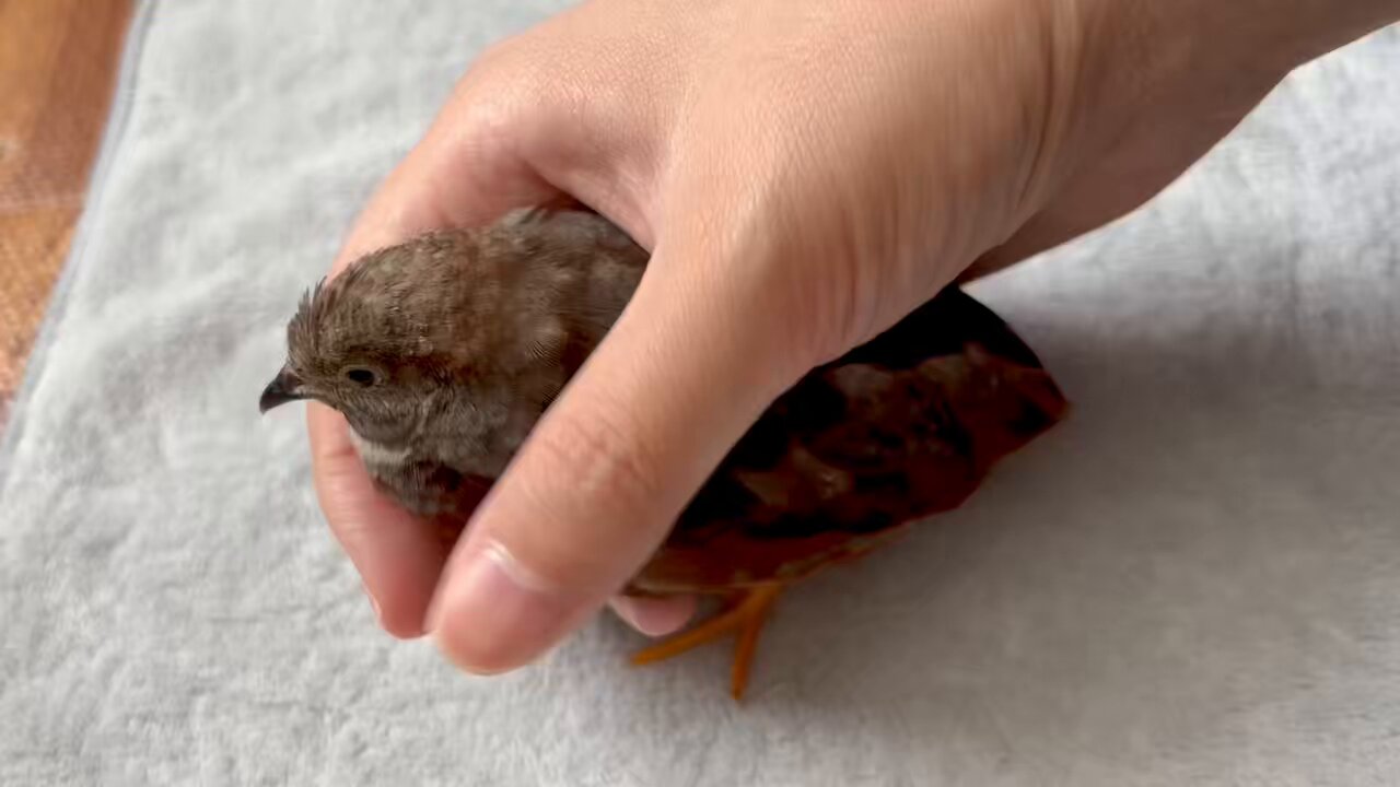 うずらクン🐥 (@Uzura_chun1217) / X うずらクン🐥 (@Uzura_chun1217) / X