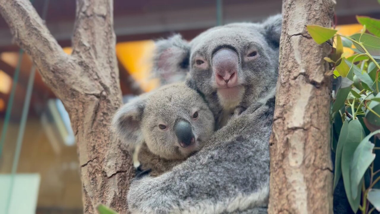 全国送料無料ギフト 神戸市立王子動物園（公式） on X:  パンダ一般