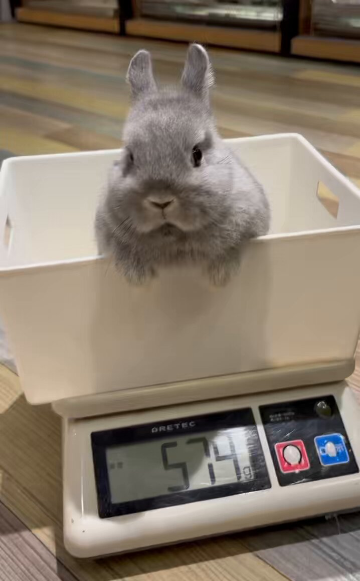 うさぎのしっぽ洗足店 on X: うさぎのしっぽ洗足店 on X:
