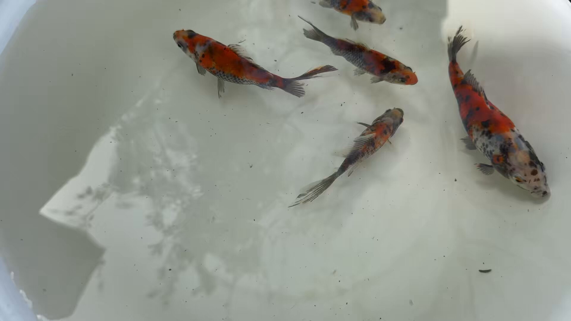 鯉のぼり ワタナベ 錦鯉 Hタイプマンションセット 江戸錦鯉