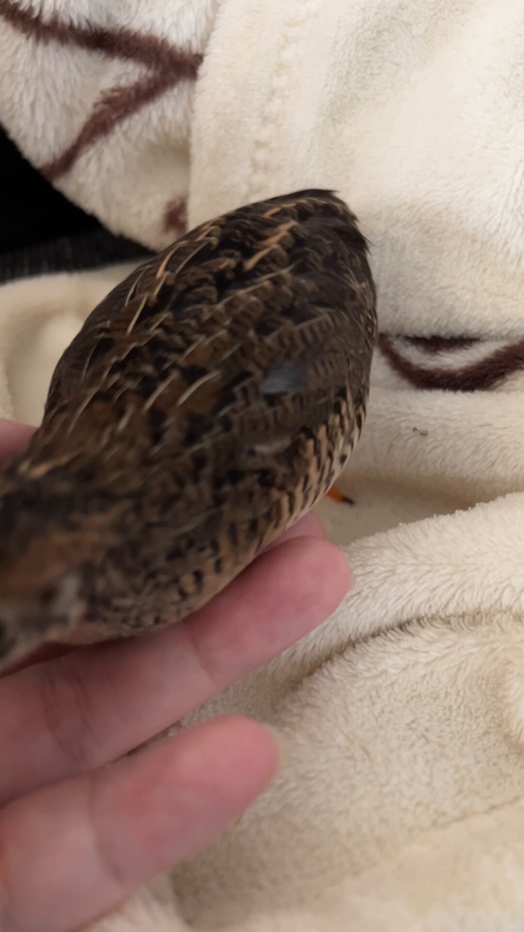 楽天市場】○【スーパーセブンサザレ入り フクロウ型