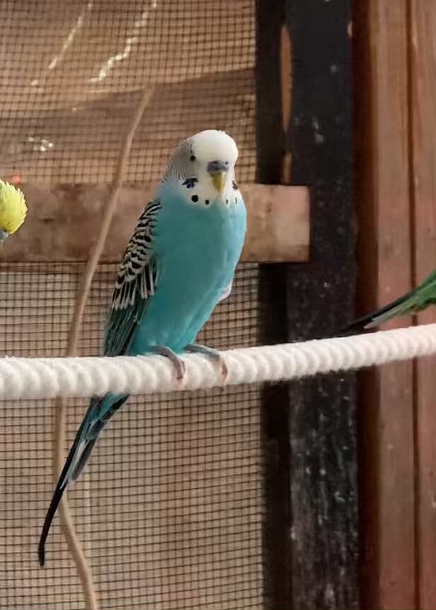 グリーンセキセイインコ 21 | HANSA