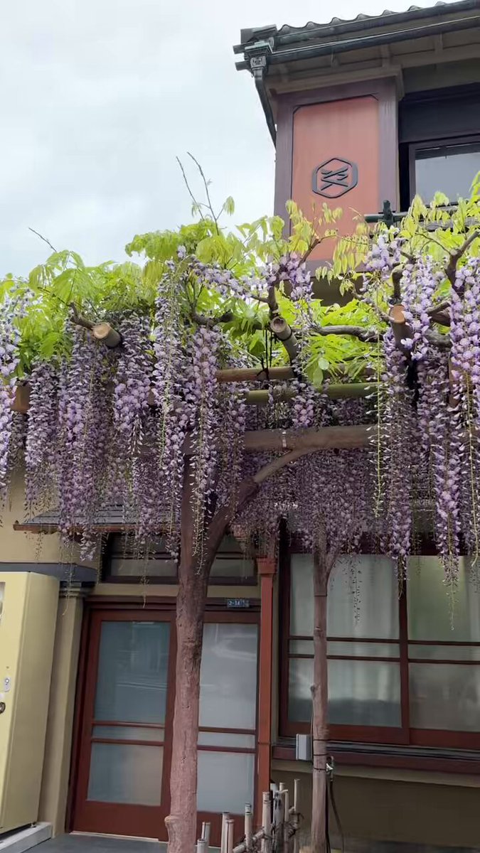 元祖くず餅 船橋屋 on X: 