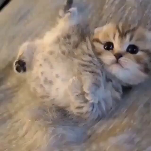 こねこ図鑑 on X: 
