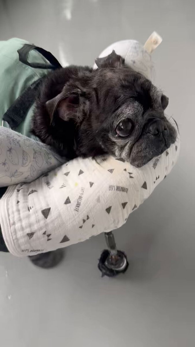 セブン🐶パグ17才 (@noir_blanc2021) / Posts / X