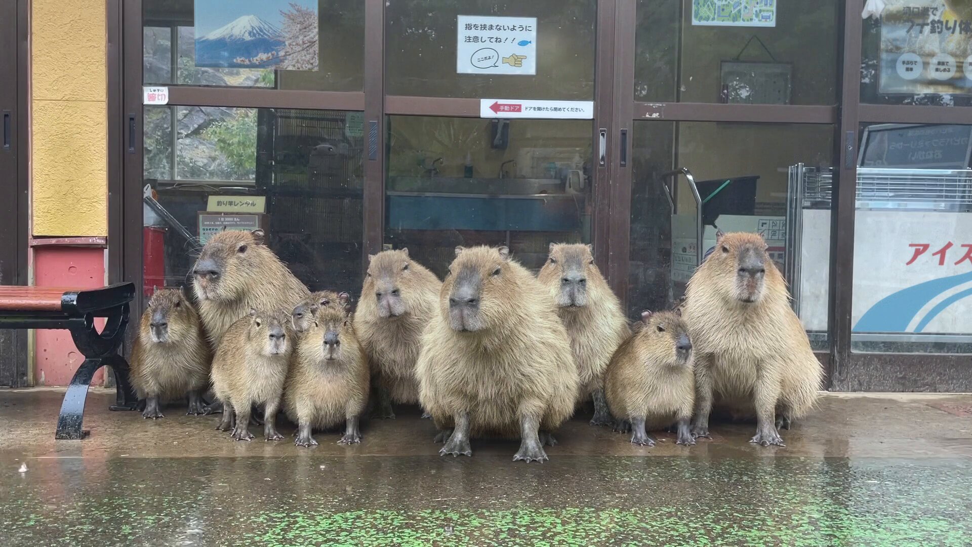 大宮公園小動物園 | 落ち葉ゾーンでまったりしていたカピバラの