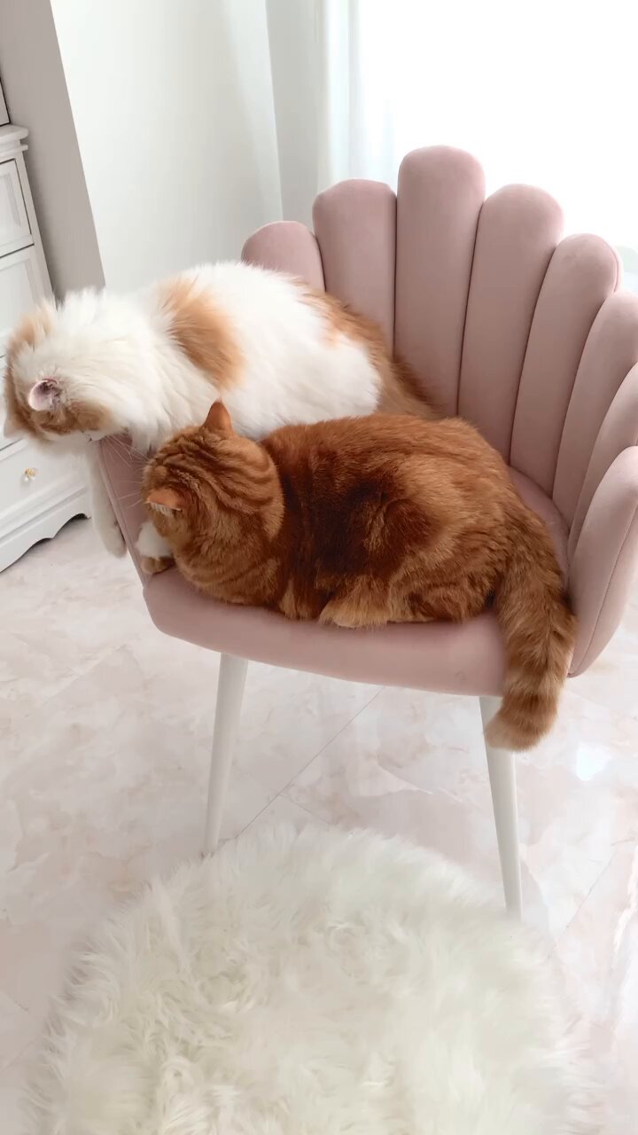 猫ココ 猫ココ