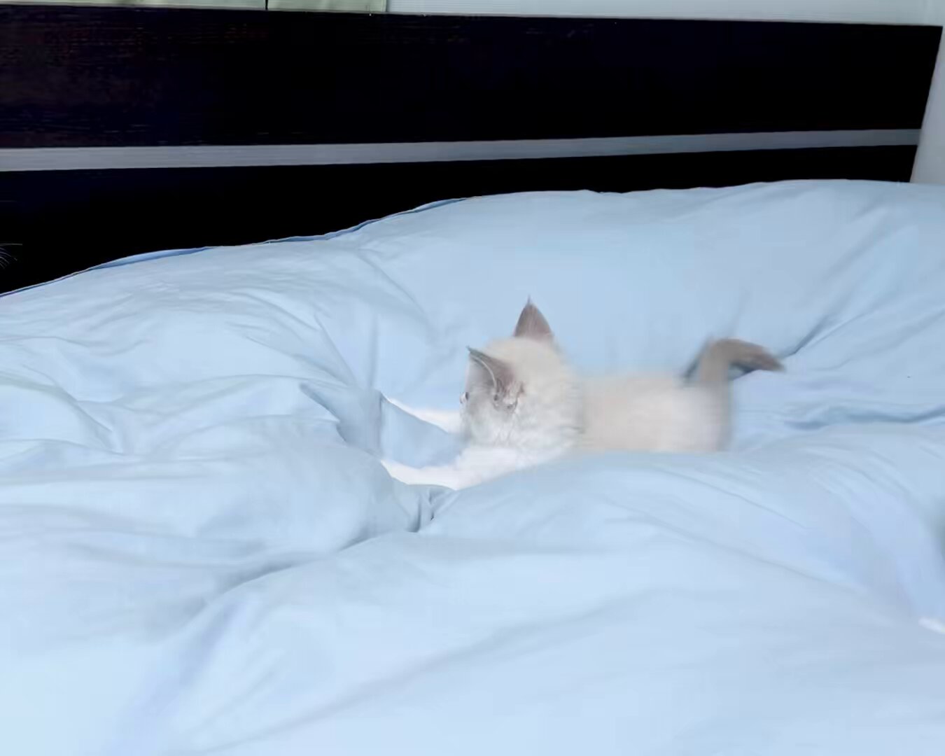 お引渡し済みの猫ちゃん｜スコティッシュフォールドのブリーダー