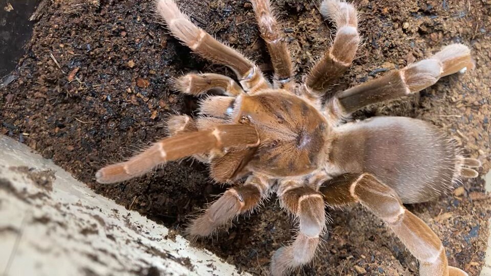 タクタク (@takutakumushi) / Posts / X