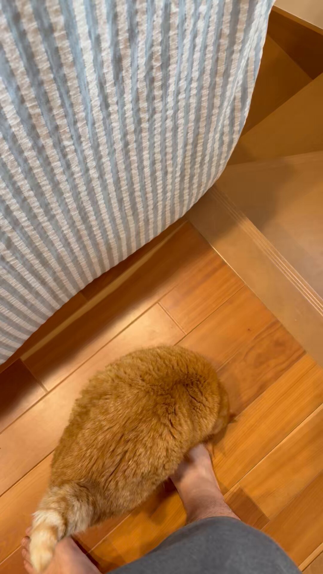 すずつむふう【我が家の可愛い猫's】 (@kagisuzu0531) / X すずつむふう【我が家の可愛い猫's】 (@kagisuzu0531) / X