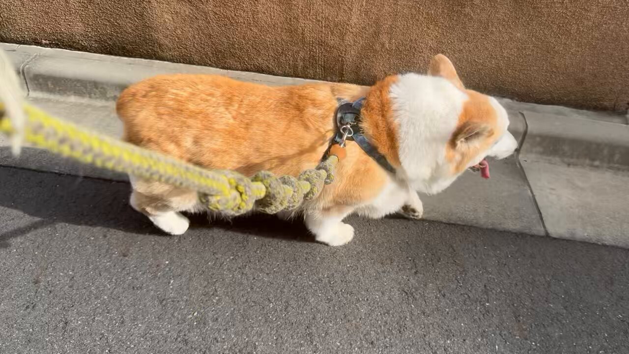 コーギー短足部(部長) (@corgi_andypapa) / X