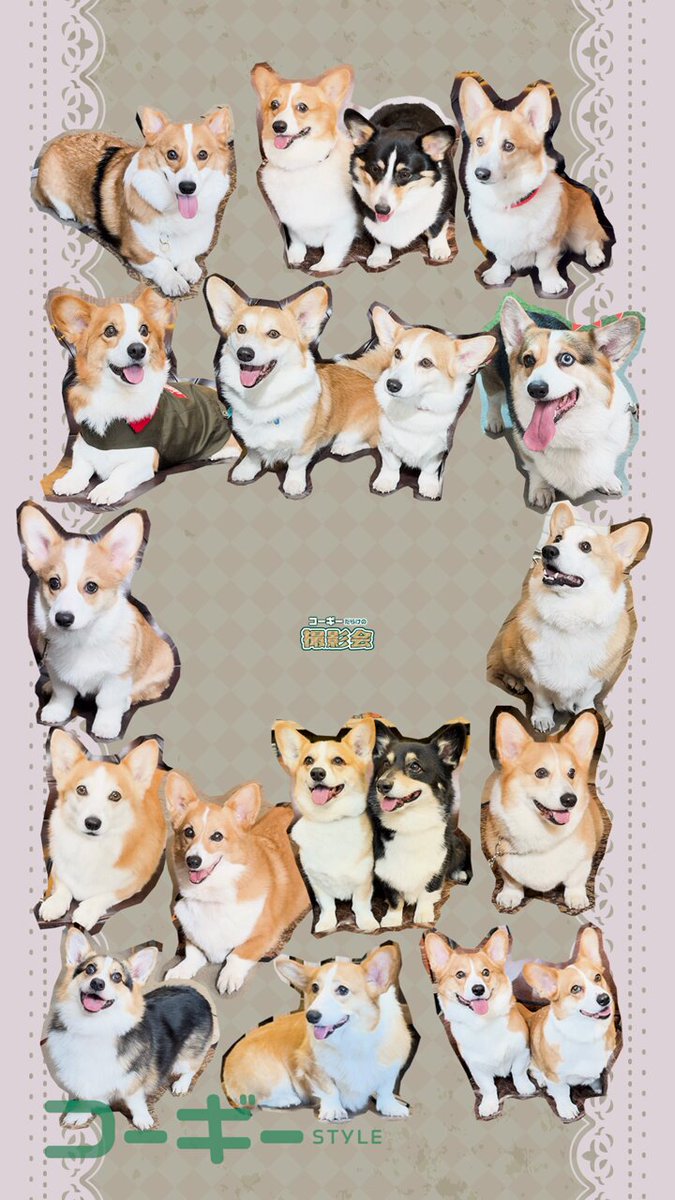 こーぎー様専用ページ80cm （ぬいぐるみ 犬 いぬ コーギー犬