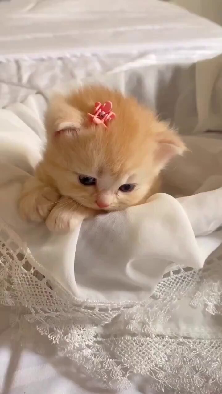 パリco | ⚮ . クリーム猫ちゃんのバッグはリスさん𓂃