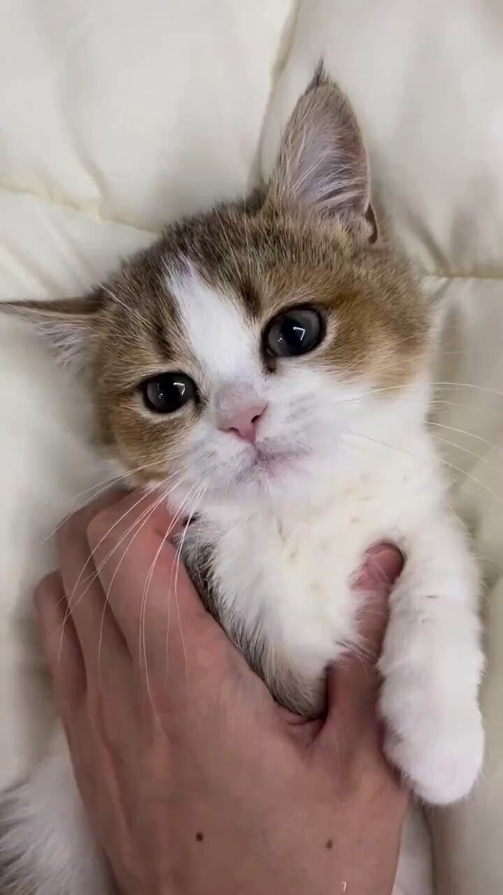 こねこ図鑑 on X: 