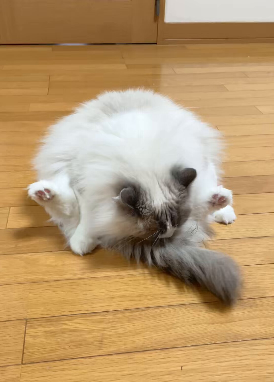 ねこかわいね - البحث / X