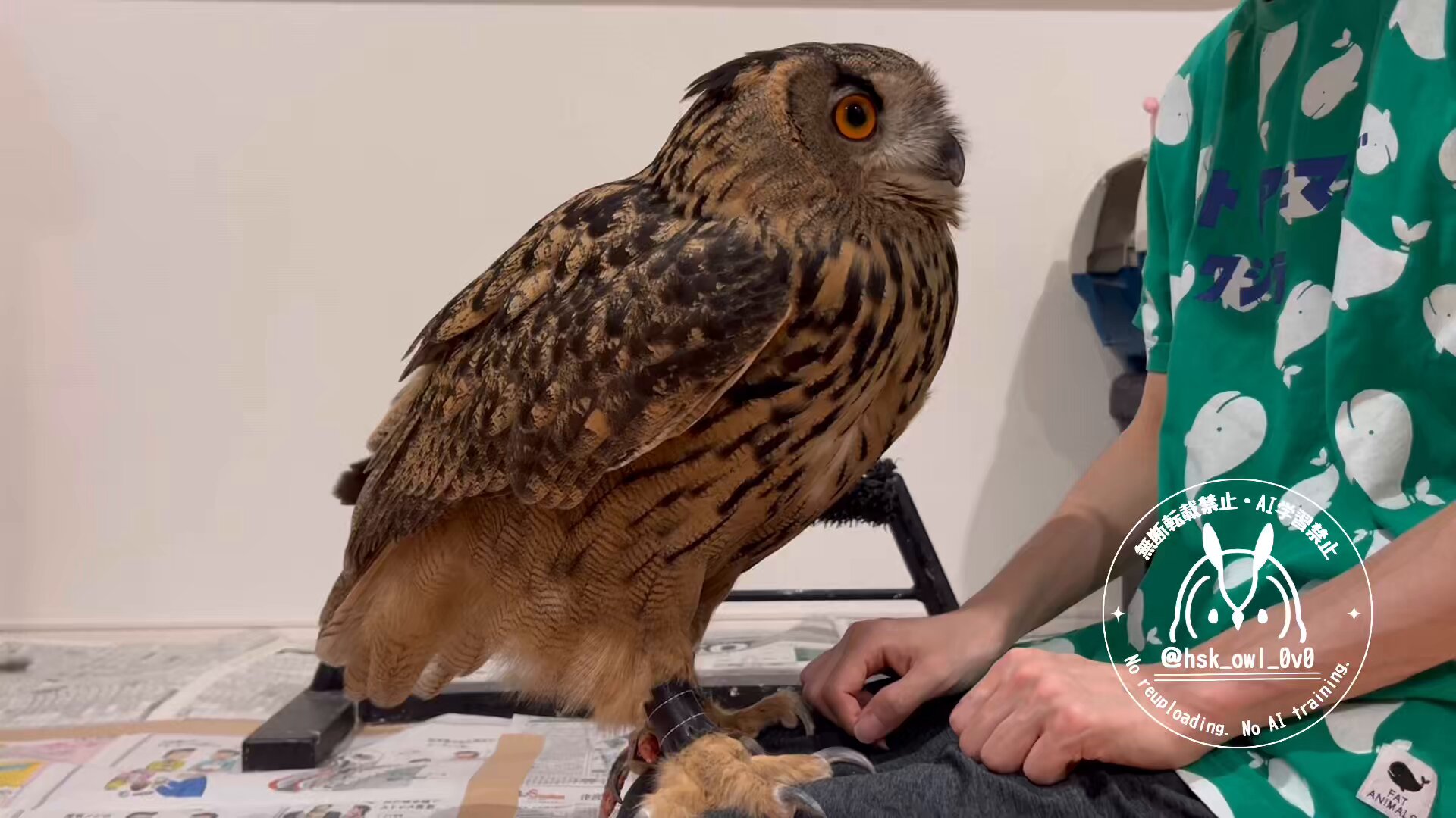 momozuku (@hsk_owl_0v0) / X