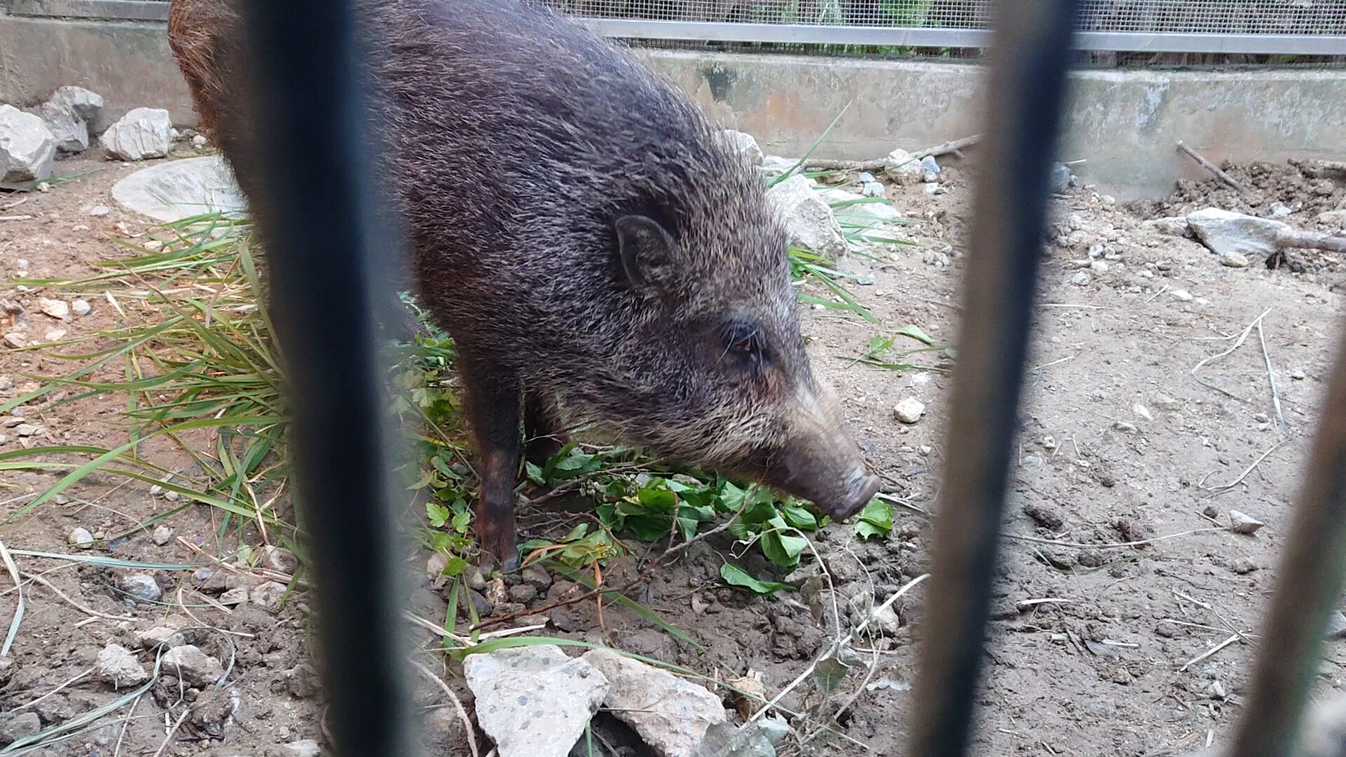 沖縄こどもの国 Okinawa Zoo & Museum(公式) (@OkinawaZoo) / X