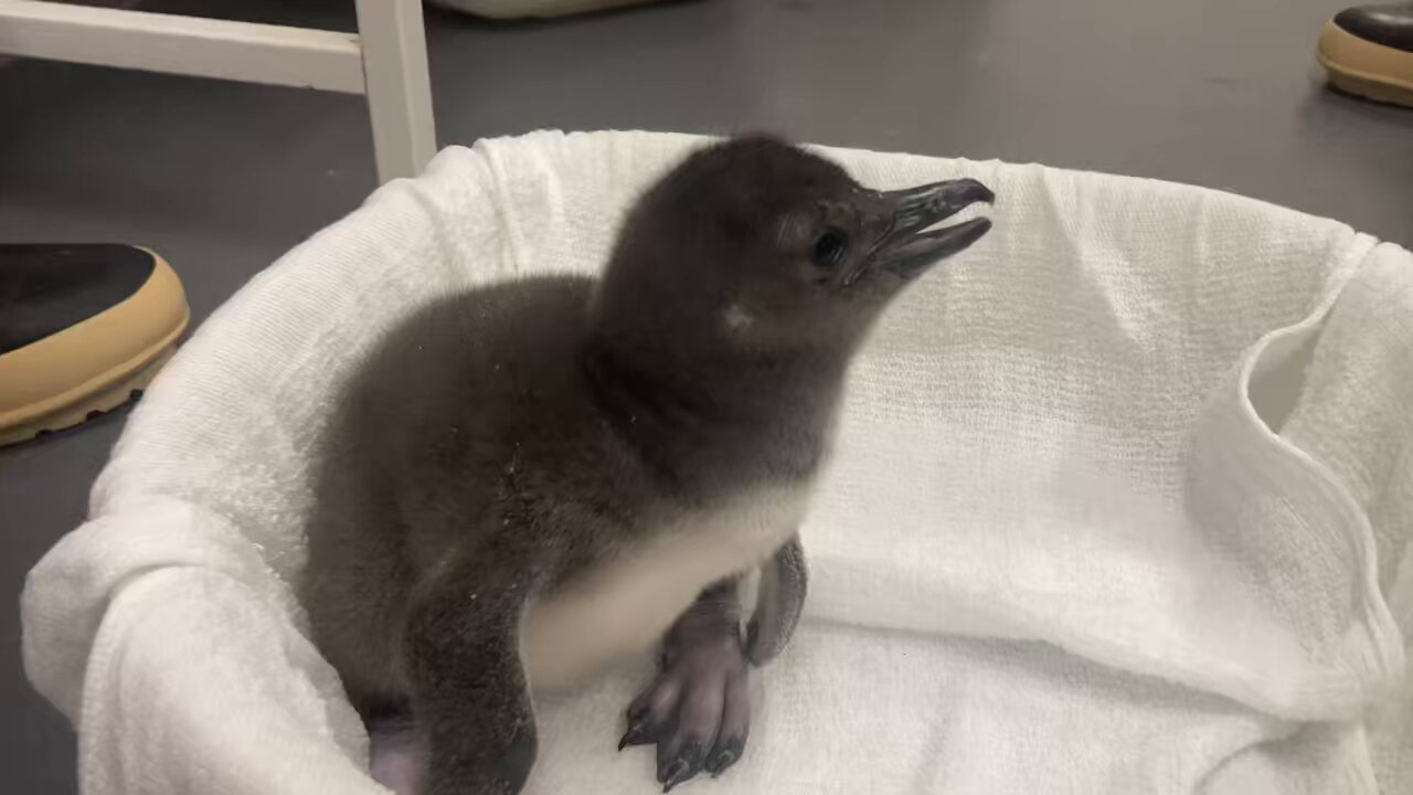 すみだ水族館【公式】 on X: 