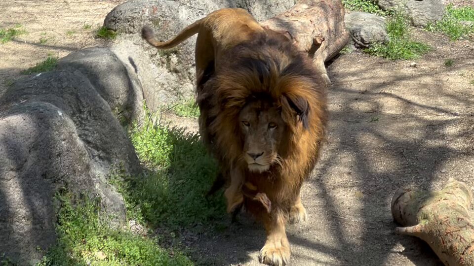 動物園 ライオン アルビノ - Pixabayの無料写真