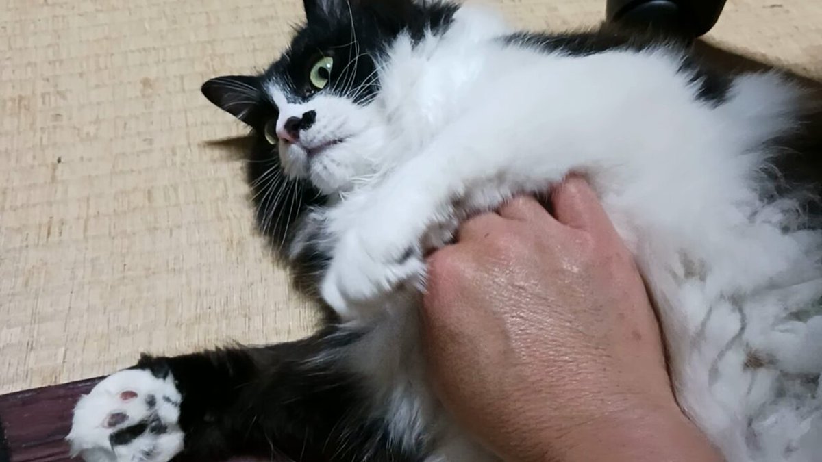 黒猫クロ (@touzainosaito3) / X 黒猫クロ (@touzainosaito3) / X