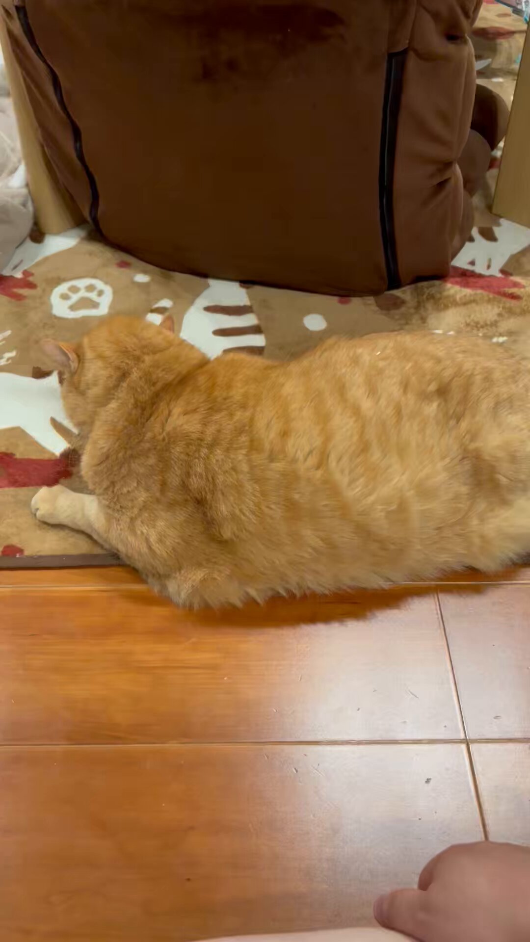すずつむふう【我が家の可愛い猫's】 (@kagisuzu0531) / X すずつむふう【我が家の可愛い猫's】 (@kagisuzu0531) / X