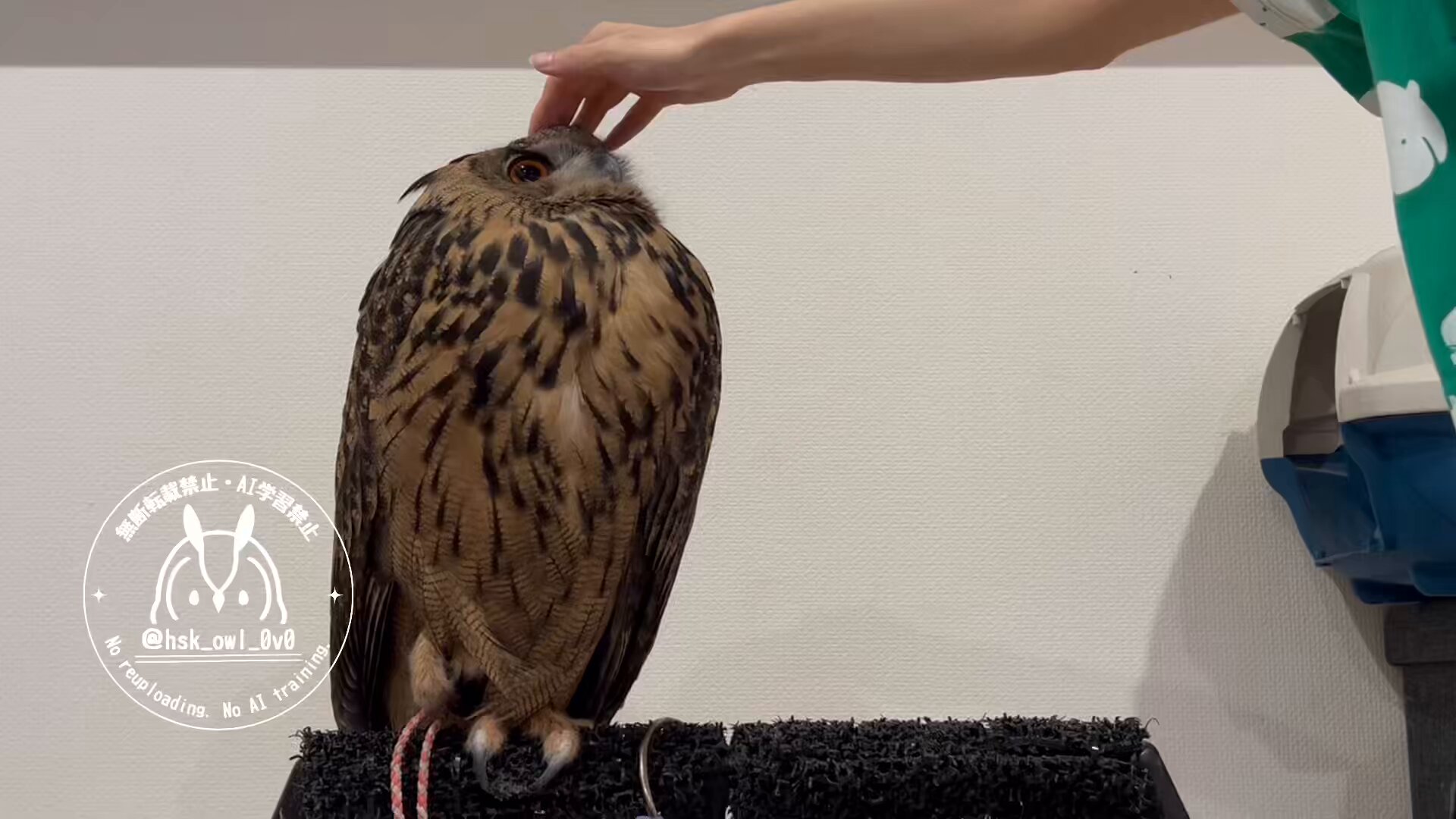 momozuku (@hsk_owl_0v0) / X momozuku (@hsk_owl_0v0) / X