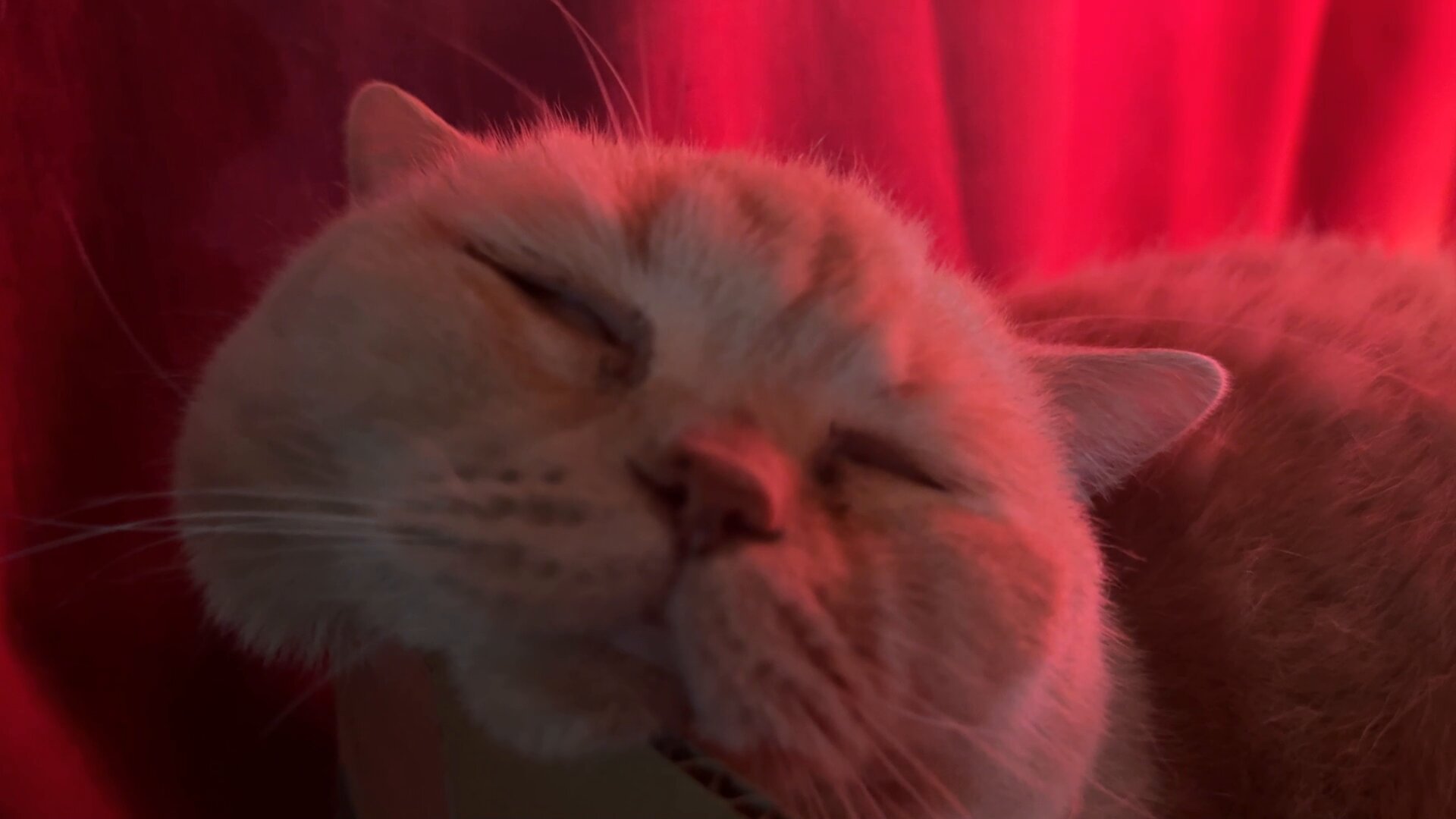 ✨ 猫汁✨ hqdefault.jpg