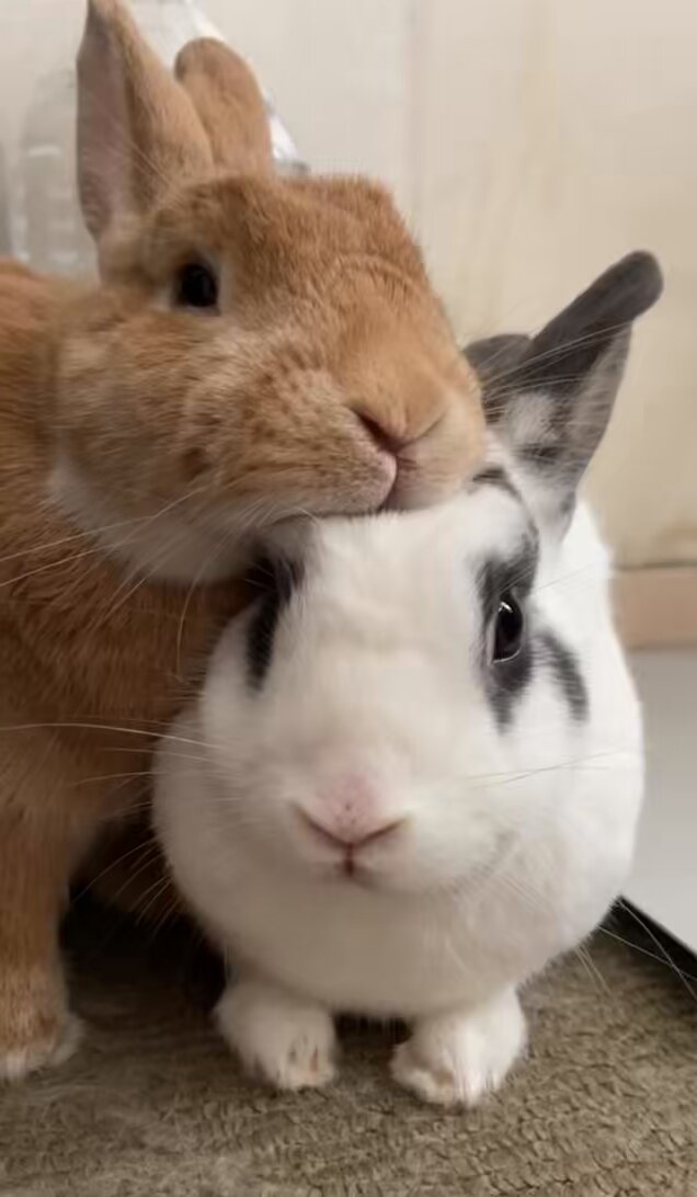 可愛い仲良しうさぎの暮らし | TikTok