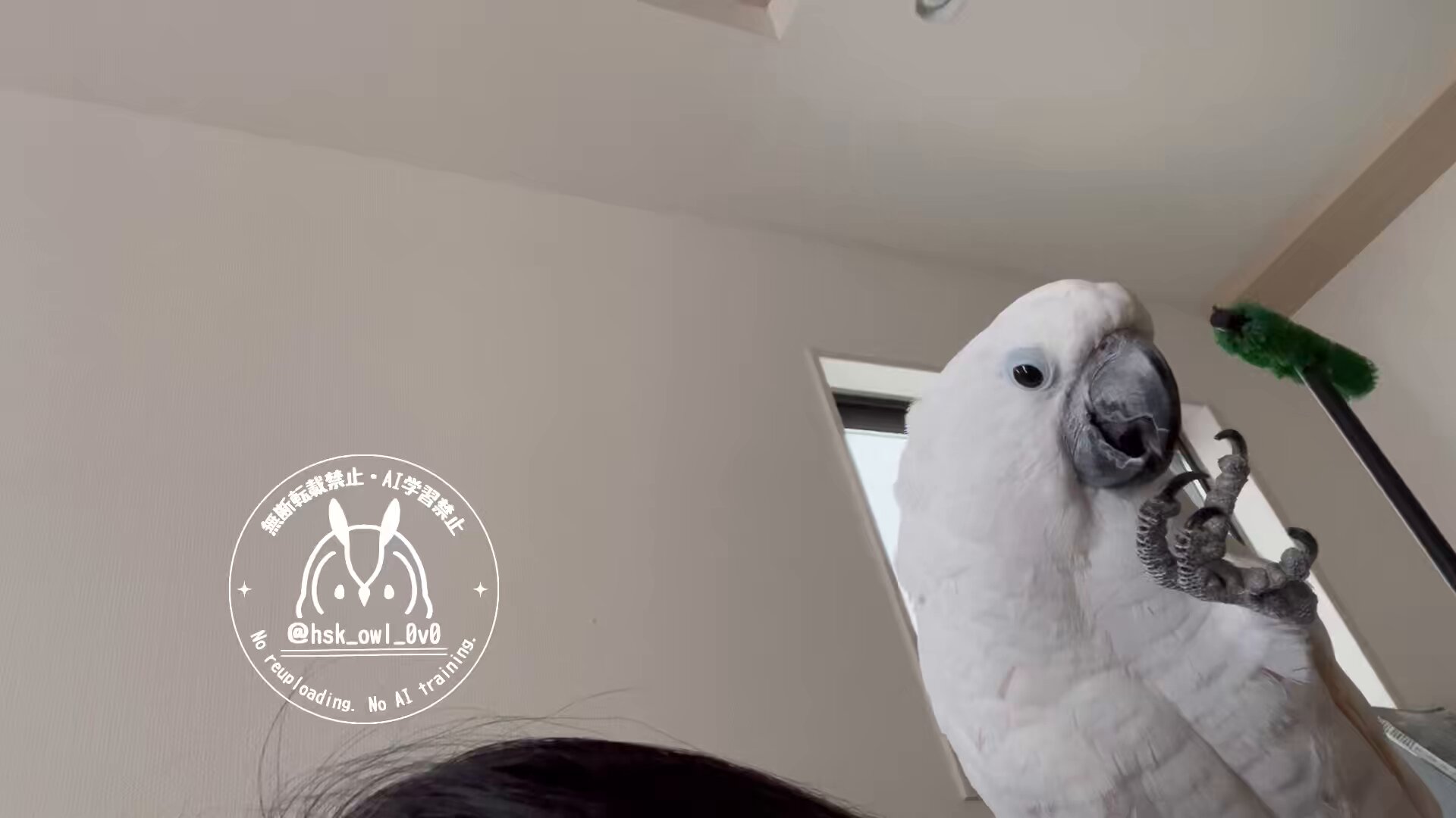 momozuku (@hsk_owl_0v0) / X momozuku (@hsk_owl_0v0) / X