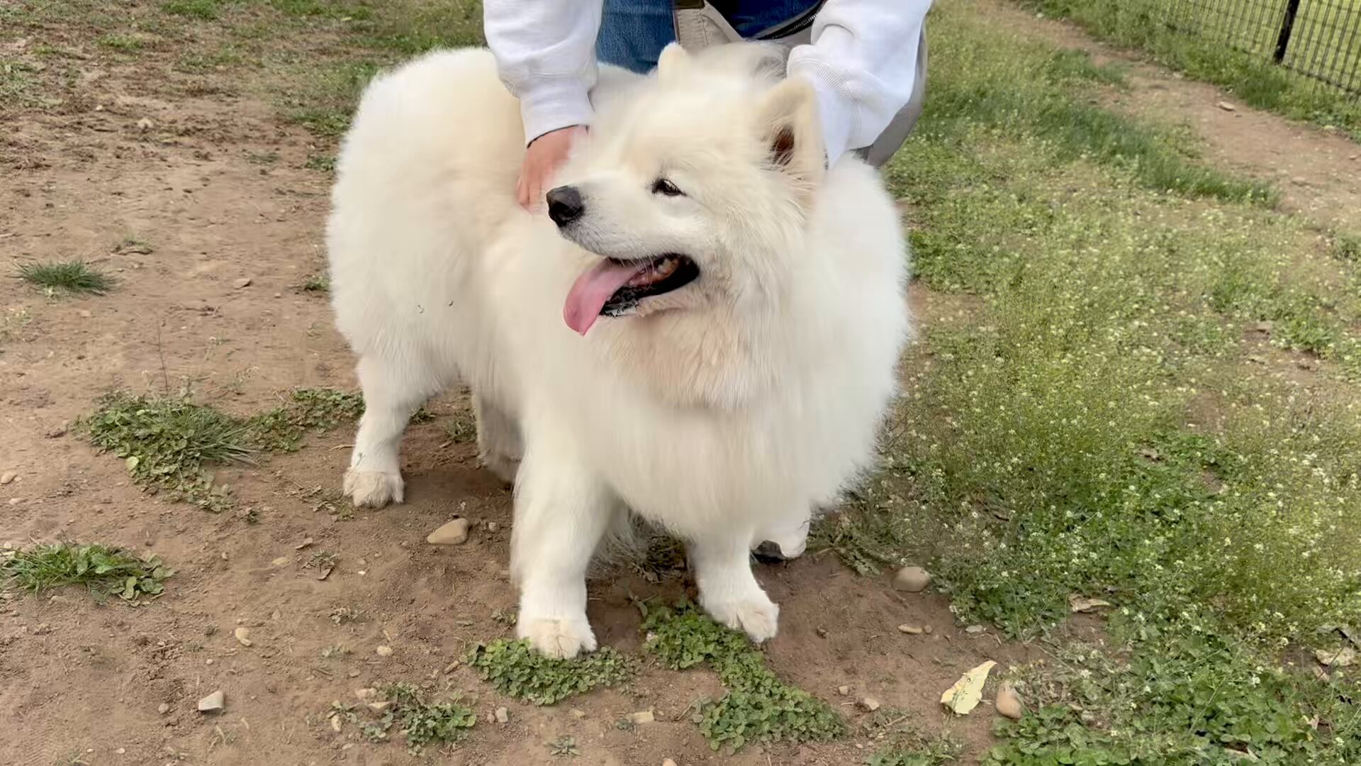 サモエドのサニー (@samoyedsunny) / X サモエドのサニー (@samoyedsunny) / X