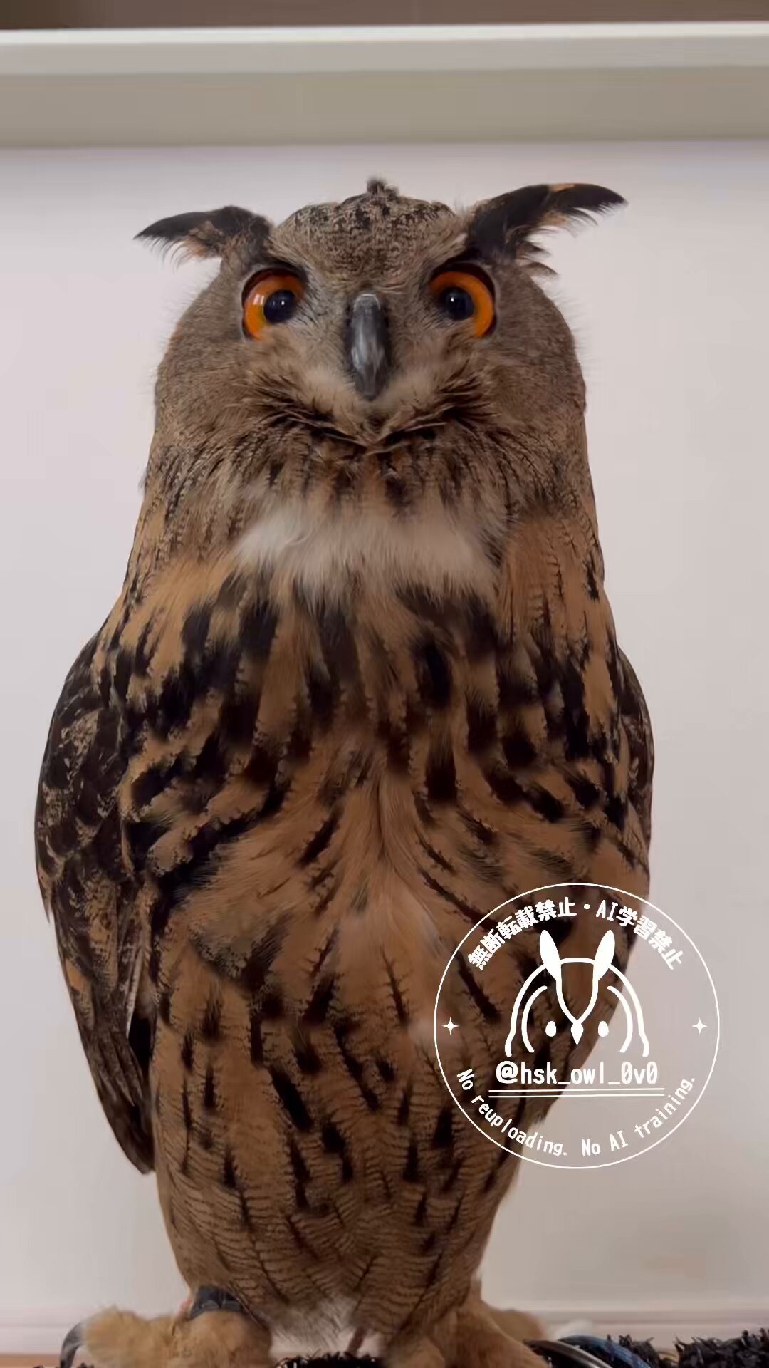 新しく来た小さいフクロウの紹介 - Small Owls - YouTube
