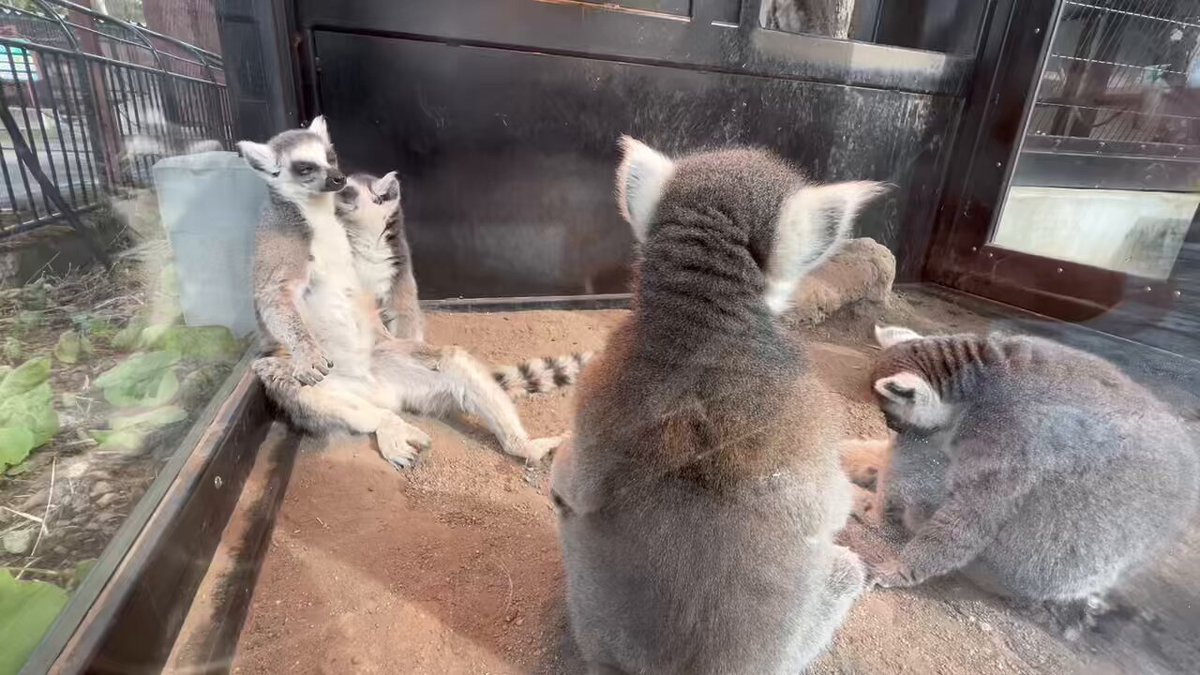 旭川市旭山動物園［公式］ on X: 