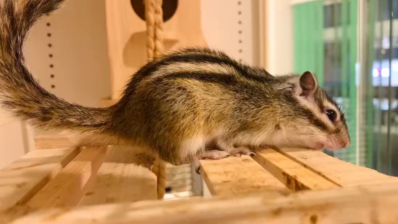 シマリス カフェ®︎|アースのおみせ on X: シマリス カフェ®︎|アースのおみせ on X: