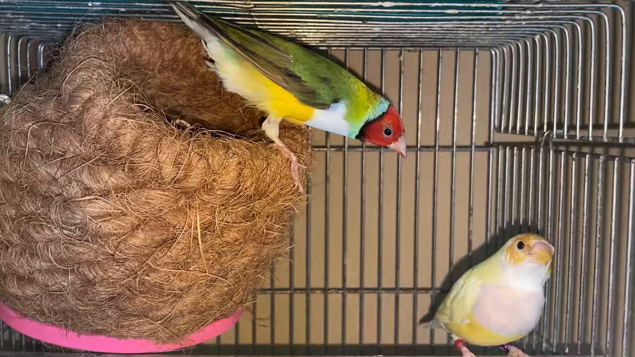 鳥好きっ！ 大好きん 小鳥用 アリメペットミニ 12g 鳥 サプリメント | チャーム