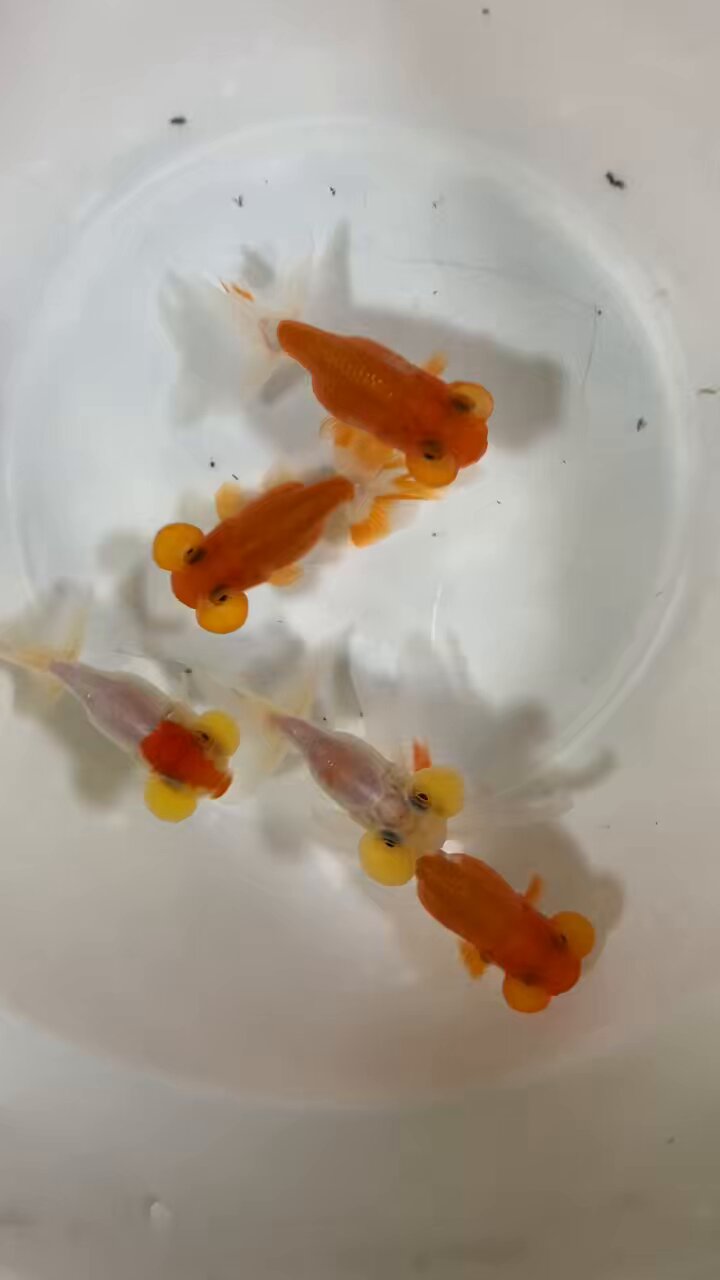 金魚 金運上昇