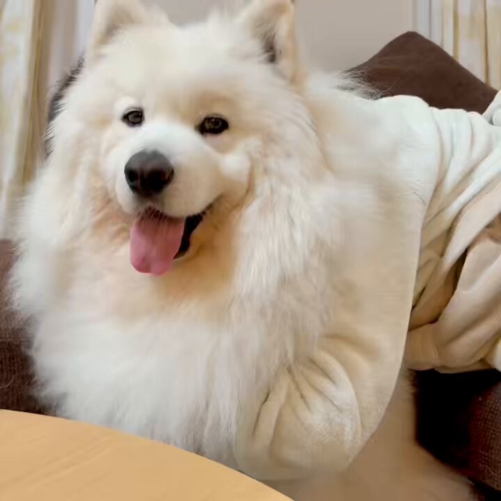 サモエドのサニー (@samoyedsunny) / X サモエドのサニー (@samoyedsunny) / X
