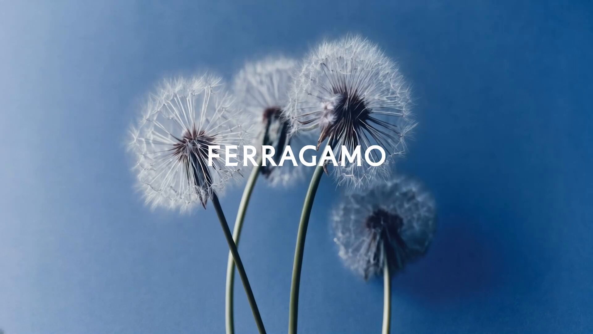 FERRAGAMO JAPAN (@FerragamoJP) / X