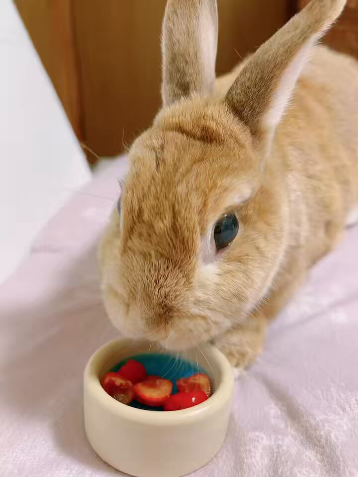 おれんじうさぎ 0d40a5e4a645fc6b96e767d64ac087
