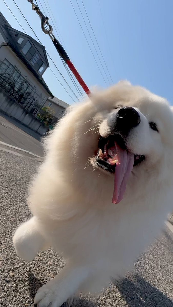 サモエドのサニー (@samoyedsunny) / X サモエドのサニー (@samoyedsunny) / X