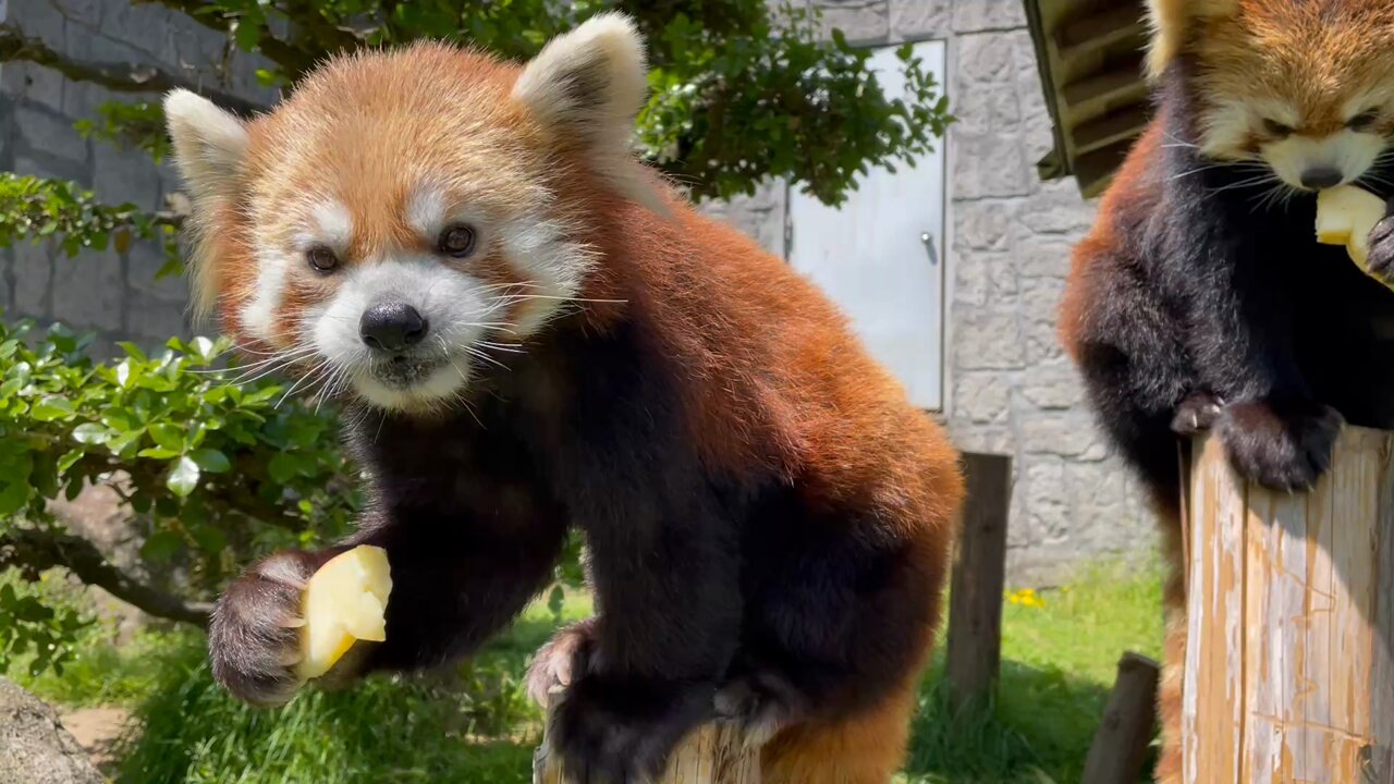 【レッサーパンダ】【2点まとめ】 torunosukiii on X