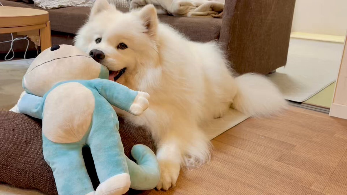 サモエドのサニー (@samoyedsunny) / X サモエドのサニー (@samoyedsunny) / X