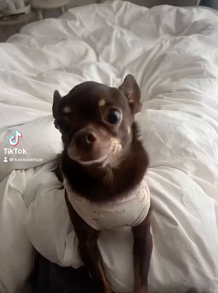 ばうさんAI生成してみた