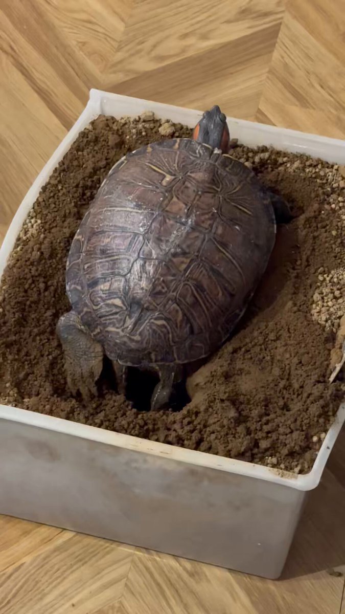 気がついたらあっという間に5月になってた！！！

そして今年4度目になる産卵が始まりました🐢
