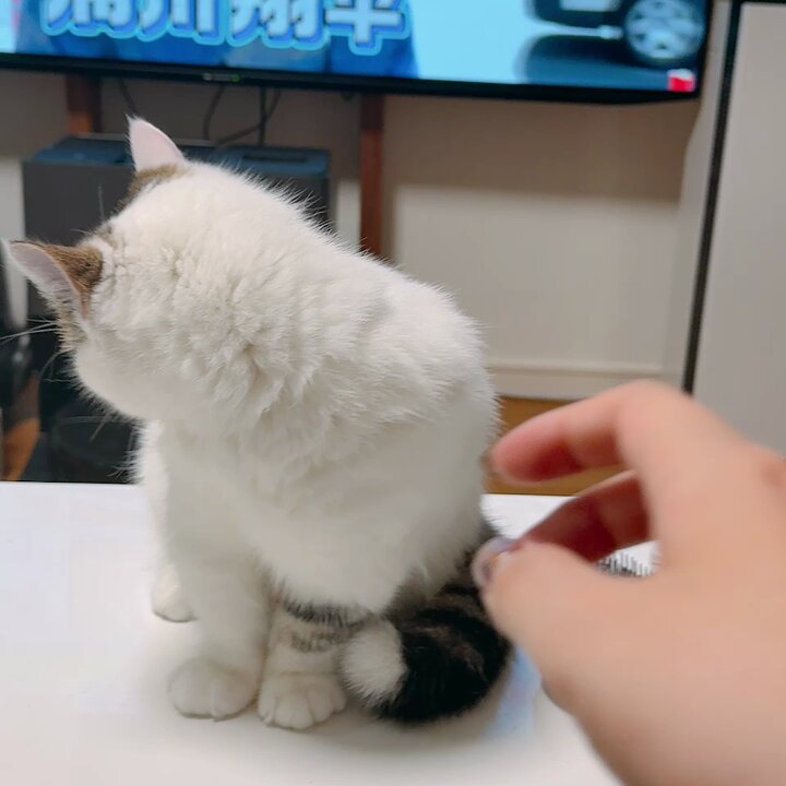 ももたんのふわふわ毛復活おめでとう🍾
(10日間分のブラッシングと毛少し刈った)