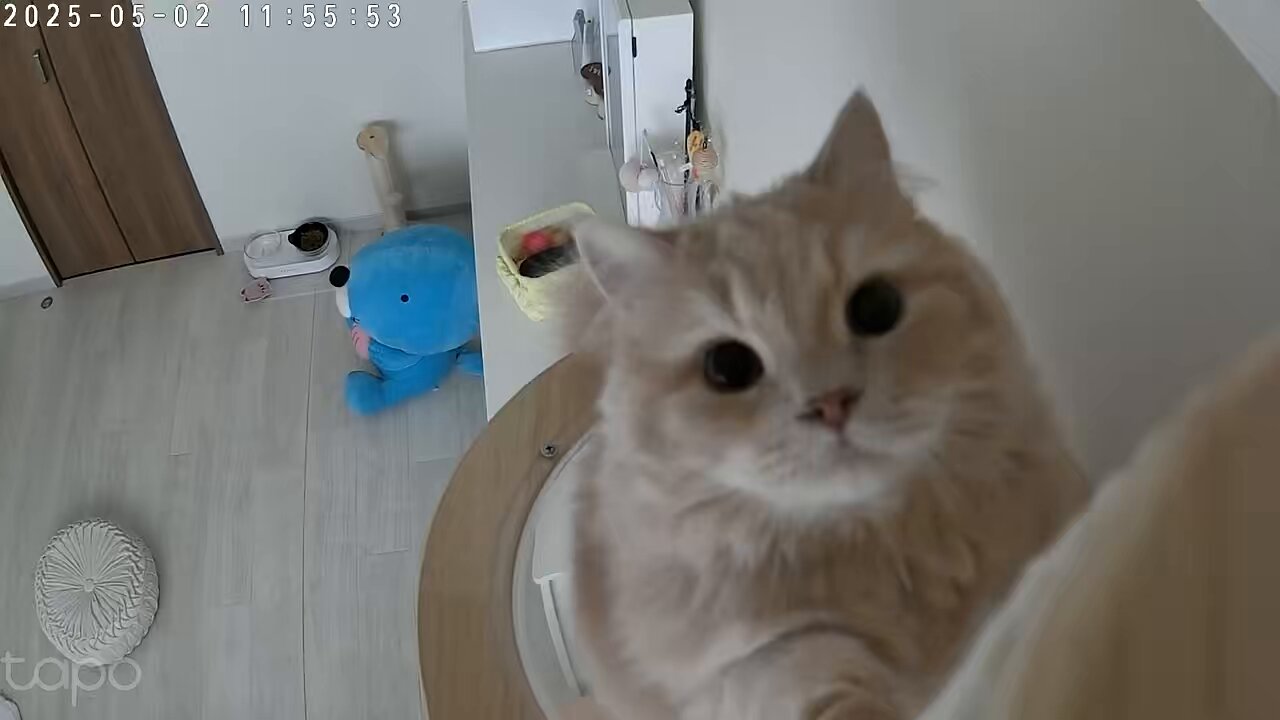 ねこ (@wwpdppW) / X