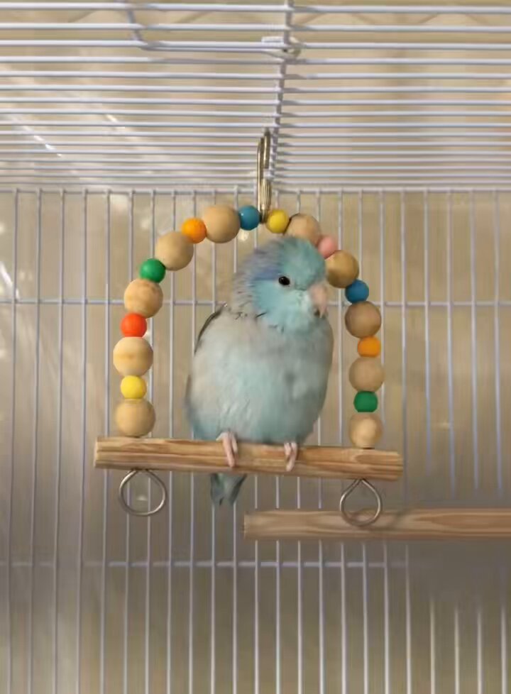 パリの小鳥さんシリーズです♪ターコイズと小鳥さんと